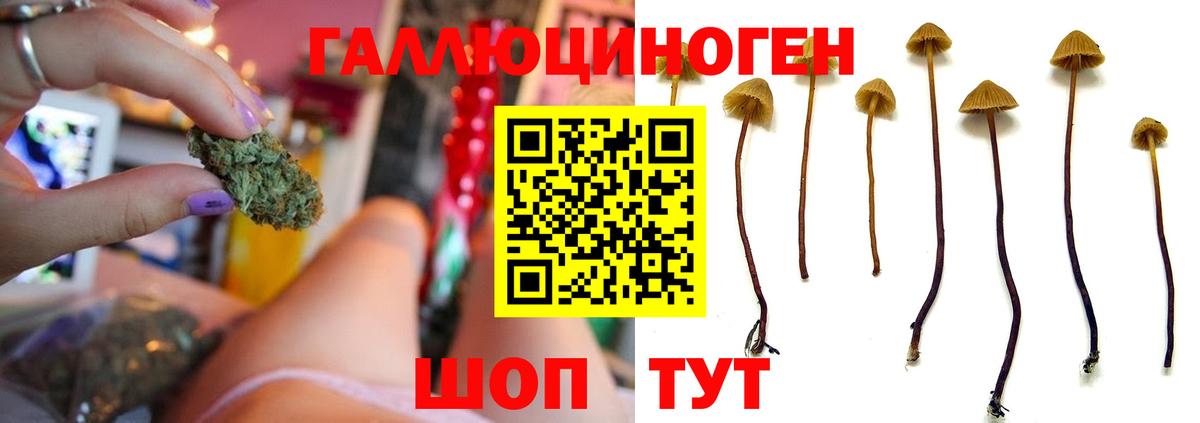 Псилоцибиновые грибы ЛСД Дубна